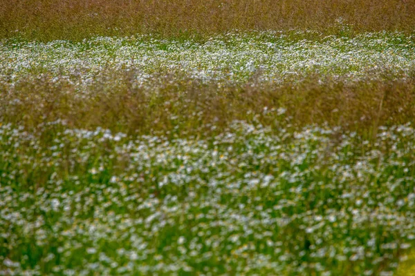 Landschaft Mit Gänseblümchenfeld Schöne Blühende Gänseblümchen Grünen Gras Wiese Mit — Stockfoto