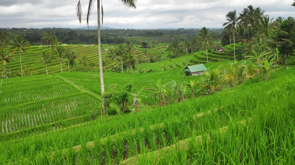 Jatiluwih Arroz Terraço Com Dia Ensolarado Selvas Verdes Ubud Bali — Fotografia de Stock