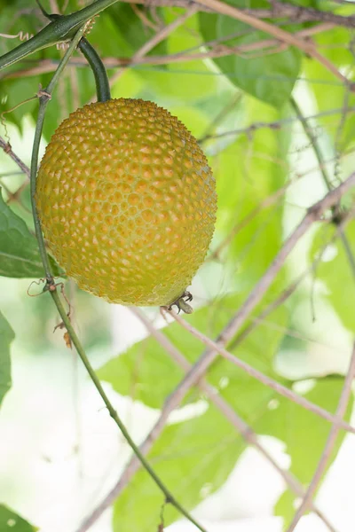 Cetriolo Amaro Primavera Frutta Del Gac Jackfruit Del Bambino Giardino — Foto Stock