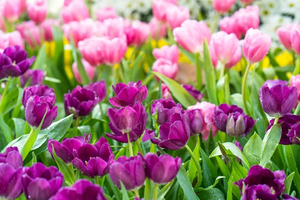 Bahar Laleleri Çiçekler Flora — Stok fotoğraf