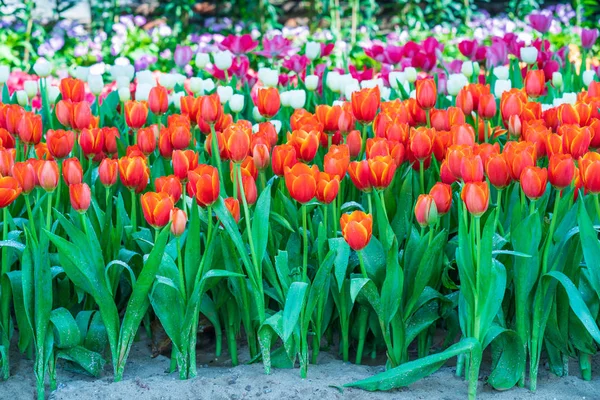 Rote Tulpen Blütenblätter Frühlingsflora — Stockfoto