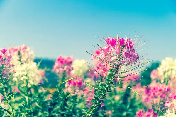 Gros Plan Fleur Araignée Rose Blanche Cleome Hassleriana Dans Jardin — Photo