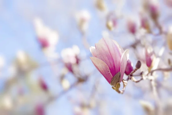 Magnólie Květiny Jarní Květ — Stock fotografie
