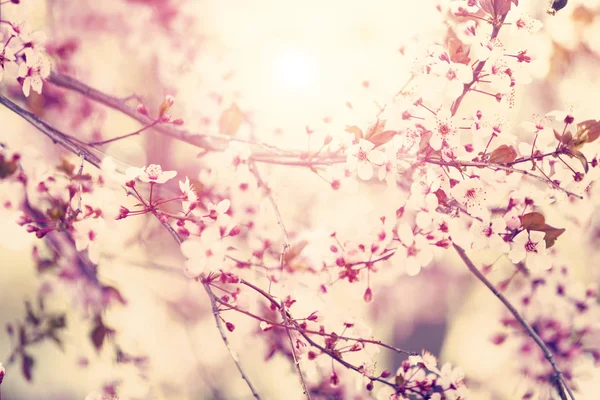 Flores Árbol Flor Primavera — Foto de Stock