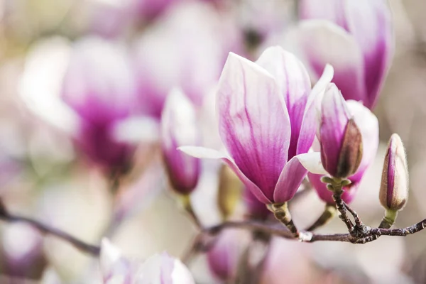 Magnolia Blommor Våren Blomma — Stockfoto