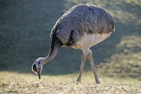 Nandu Rhea Americana Podświetleniu — Zdjęcie stockowe