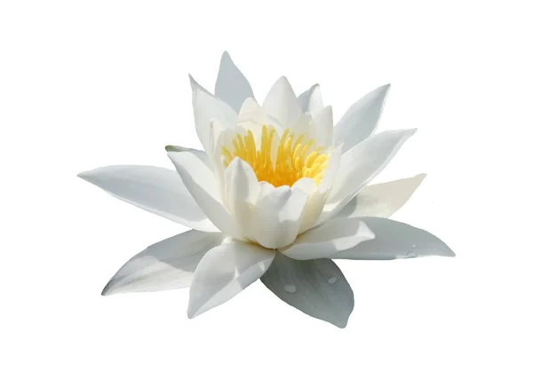 Bílá Voda Lilie Květ Bílém Pozadí — Stock fotografie