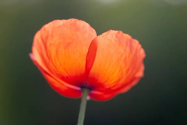 Amapolas Rojas Sobre Fondo Natural — Foto de Stock