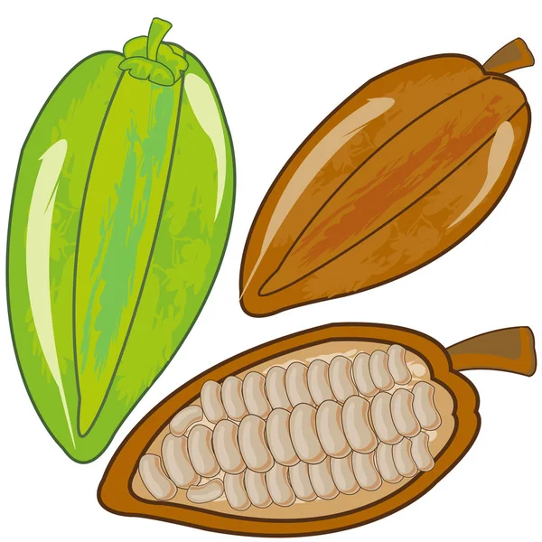 Плоды Какао Спелые Зеленые Белом Фоне Изолированы — стоковое фото