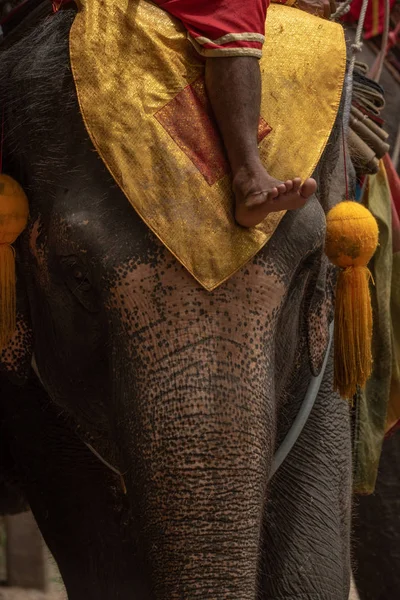 Close Mahout Cabeça Elefante — Fotografia de Stock