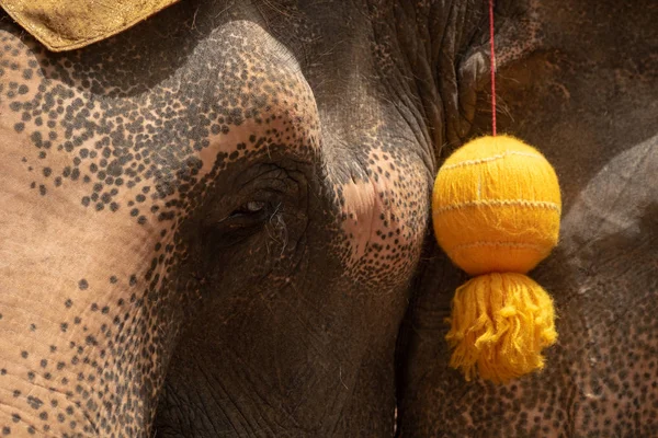 Close Elephant Head Yellow Tassel — Stock Photo, Image