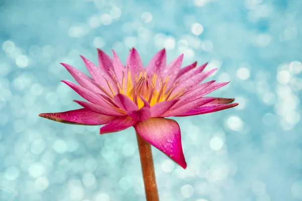 Water lily flower on blue bokeh light background.