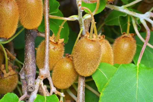 Mnoho Čerstvých Kiwi Ovoce Keři — Stock fotografie