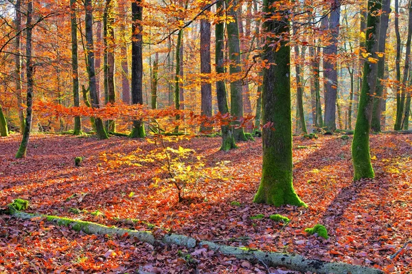 Tipik Kayın Ormanı Sonbaharda Gün Işığıyla — Stok fotoğraf