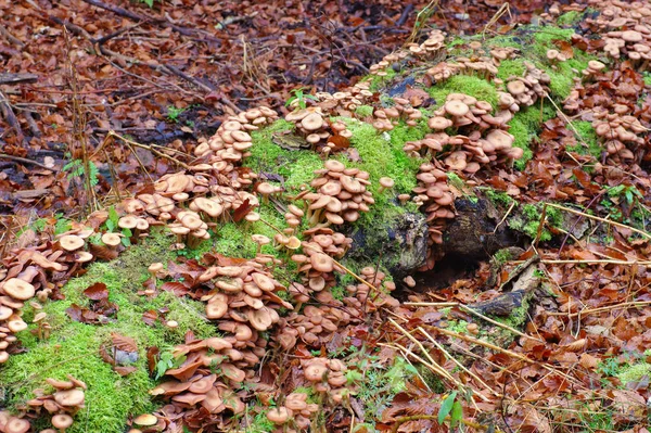 Медовые Грибы Armillaria Ostoyae Осеннем Лесу — стоковое фото