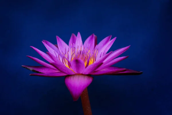 Kwiat Lilii Wodnej Ciemnym Bokeh Tle Światła — Zdjęcie stockowe