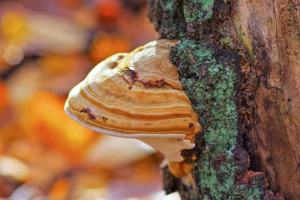 Fungo Tinder Fomes Fomentarius Floresta Outono — Fotografia de Stock