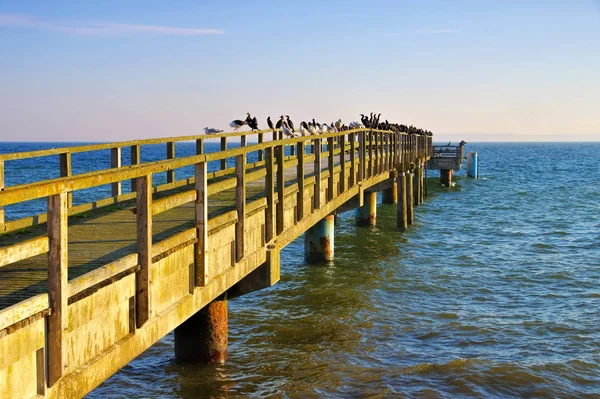 Sassnitz Molo Mnoha Racky Kormorány — Stock fotografie