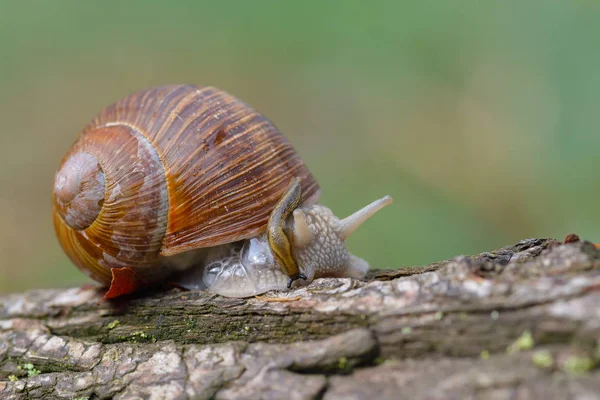 Helix Pomatia Közönséges Nevek Római Csiga Burgundia Csiga Erdőben — Stock Fotó