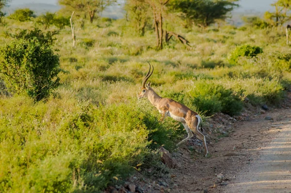 Молодая Антилопа Саванне Парка Самбуру Центральной Кении — стоковое фото