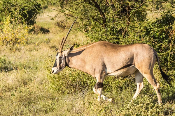 ケニア中央部のSamburu Parkのサバンナの若い女性カモシカ — ストック写真