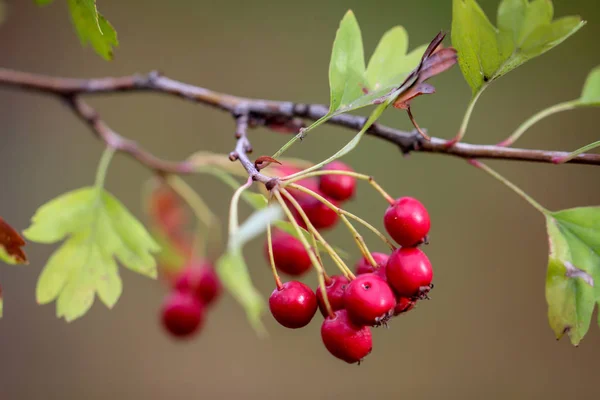 Çalılıklarda Gül Kalçası Kırmızı Meyve — Stok fotoğraf