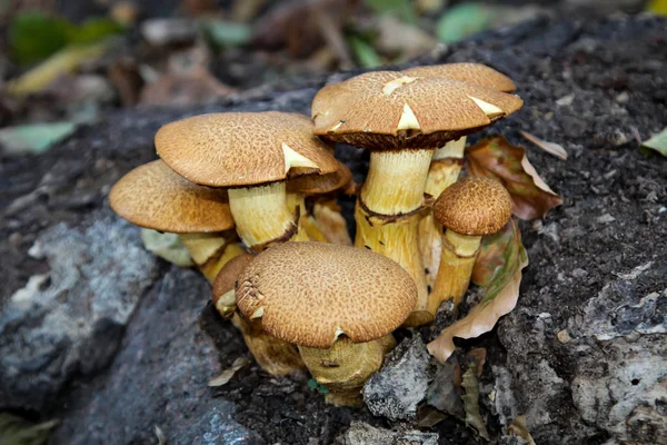 Champignon Dans Forêt — Photo