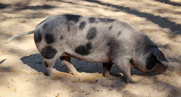 Γουρούνι Βούλες Στην Άμμο — Φωτογραφία Αρχείου