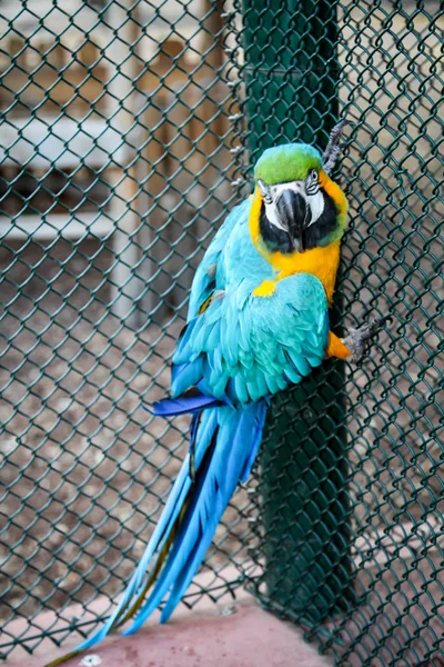 Retrato Uma Estrela Amarela Ararauna Papagai — Fotografia de Stock