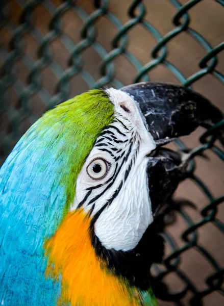 Porträt Eines Gelbsterns Ararauna Papagai — Stockfoto