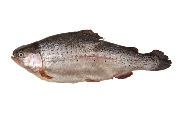 Fresh Salmon Trout Isolated White Background — Stock Photo, Image