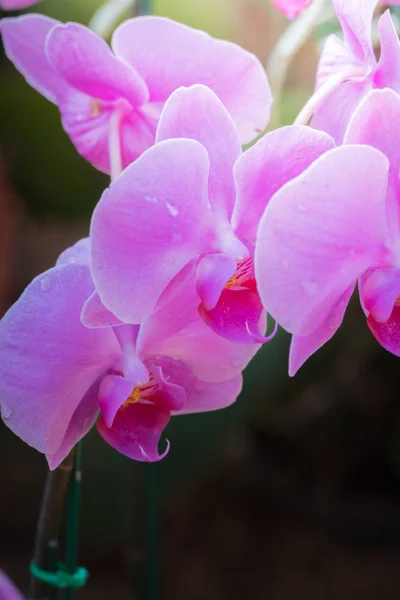 Immagine Sfondo Dei Fiori Colorati Sfondo Natura — Foto Stock