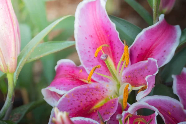 色とりどりの花の背景イメージ 背景自然 — ストック写真