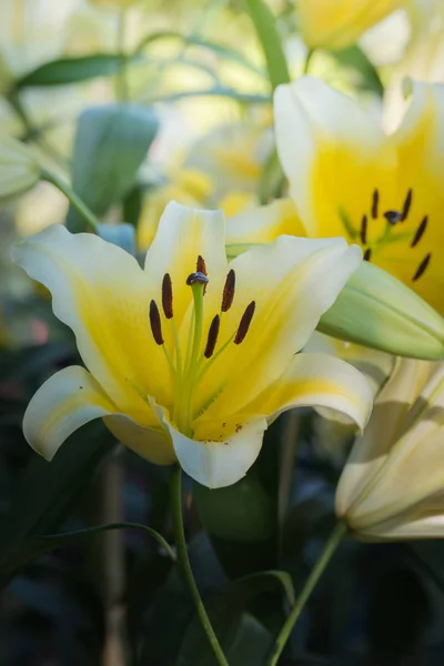 Achtergrond Afbeelding Van Kleurrijke Bloemen Achtergrond Natuur — Stockfoto