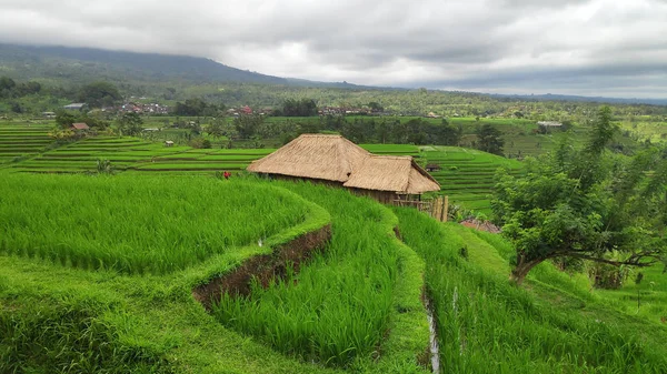 Jatiluwih Rijst Terras Groene Jungle Ubud Bali — Stockfoto