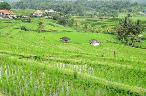 Beautiful Jatiluwih Rice Terraces Bali Indonesia — Stock Photo, Image