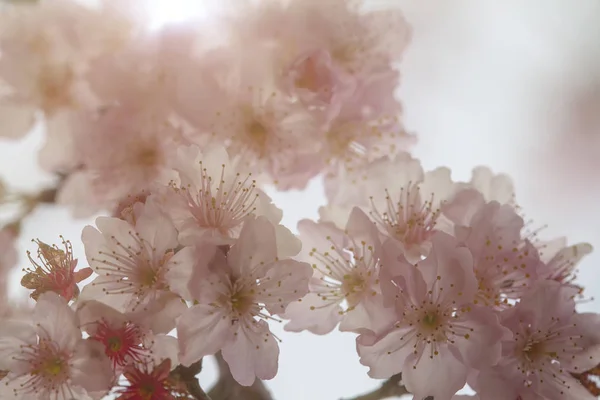 Pink Beautiful Sakura Flower Nice Background Color — Stock Photo, Image