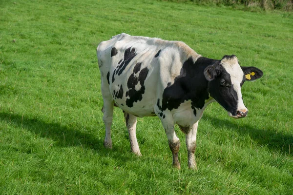 奶牛站在英国康沃尔北部廷塔盖尔附近的一片绿色草地上 — 图库照片