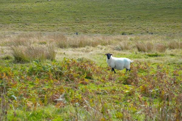 英国康沃尔郡Bodmin Moor的Rough Tor附近的羊在摄像机前看着它 — 图库照片