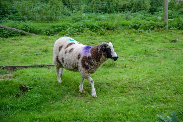 Moutons Marqués Violet Turquoise Dans Nord Cornouailles Royaume Uni — Photo