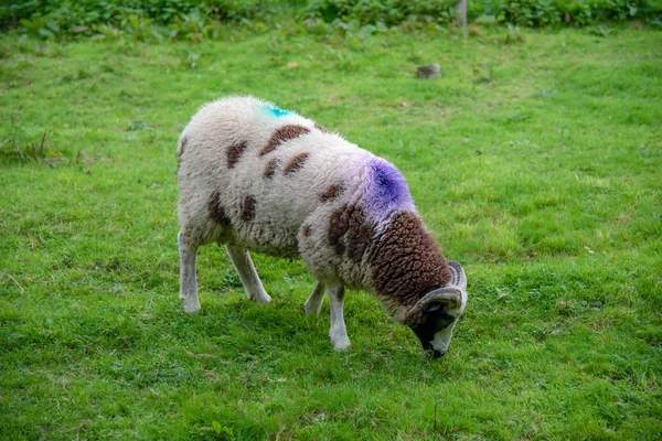 Kuzey Cornwall Ngiltere Violet Turkuaz Işaretli Koyun — Stok fotoğraf