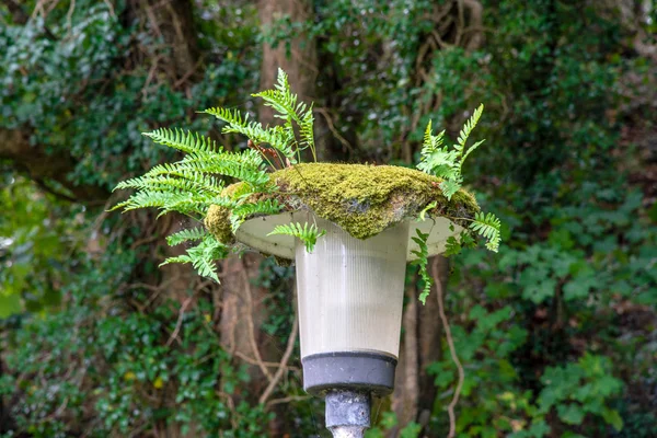 Groene Varen Lantaarn Tuin — Stockfoto