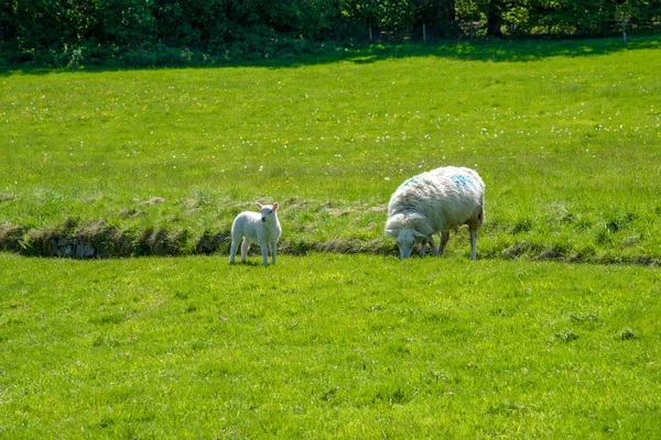 英国ウェールズのチーク城近くの緑の草原の羊 — ストック写真