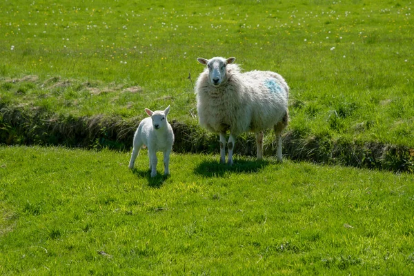 英国ウェールズのシラク城近くの緑の牧草地に子羊と羊 — ストック写真