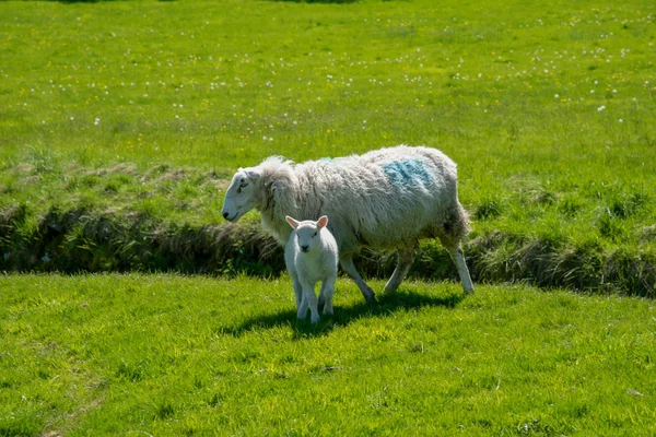 英国ウェールズのシラク城近くの緑の牧草地に子羊と羊 — ストック写真