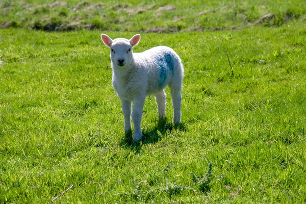 Lamb Green Meadow Chirk Castle Wales — Stock Photo, Image