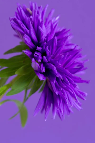 Imagen Cerca Flor Aster Sobre Fondo Púrpura Profundidad Superficial Del — Foto de Stock