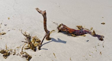 drift wood on the sandy beach at the nature reserve Darsser Ort, Germany clipart