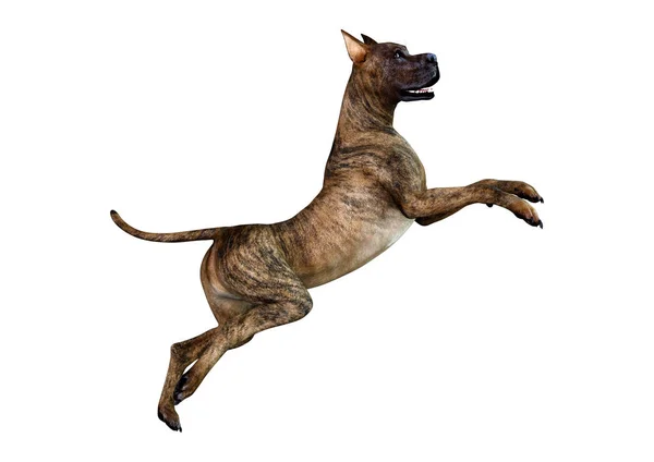 Darstellung Eines Gestromten Dogen Hundes Isoliert Auf Weißem Hintergrund — Stockfoto