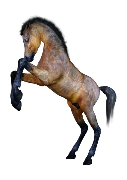 白い背景に分離された馬馬の レンダリング — ストック写真